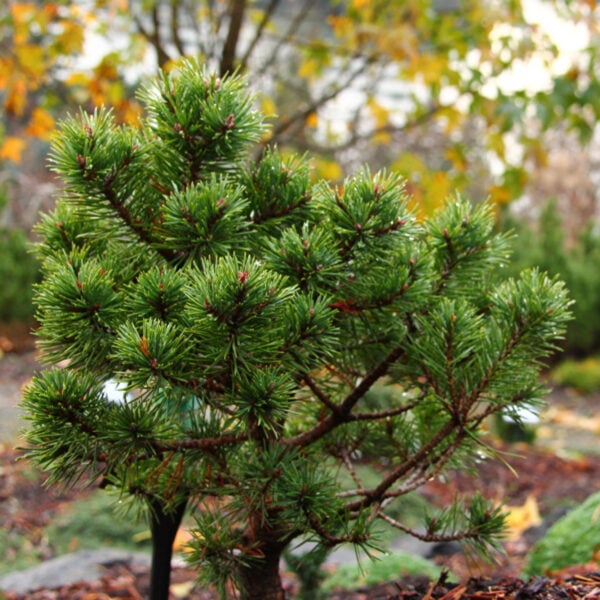 Pinus sylvestris 'Little Ann' Scots Pine