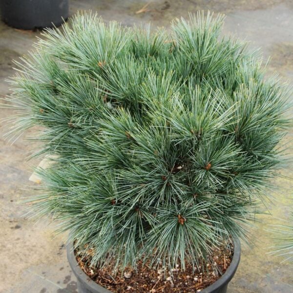 Pinus strobus 'Dirigo Pequawket' Eastern White Pine