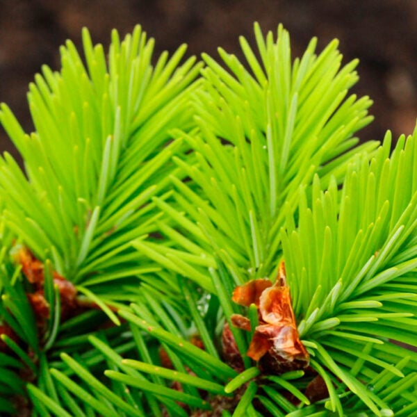 Pseudotsuga menziesii 'Green Orca' Douglas Fir