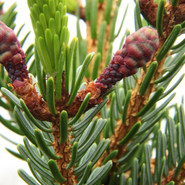 Picea omorika 'Virgata' Serbian Spruce