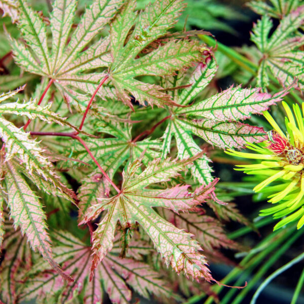 Acer palmatum 'Ariadne' Japanese Maple