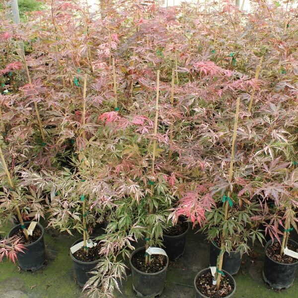 Lileeanne's Jewel Japanese Maple