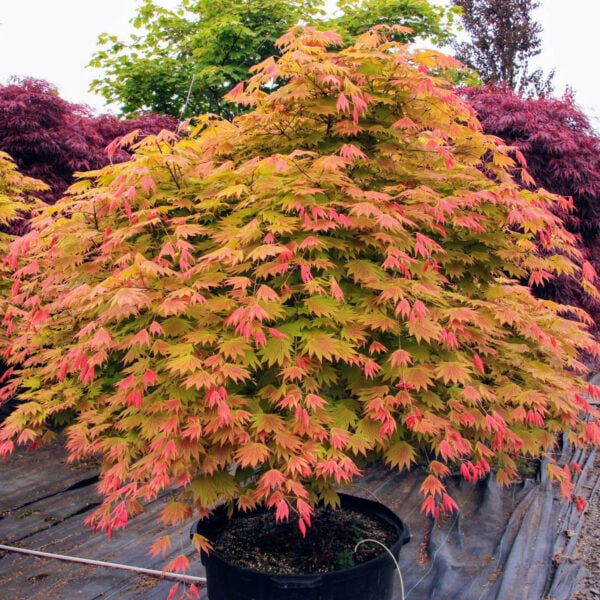 Acer shirasawanum ‘Moonrise’