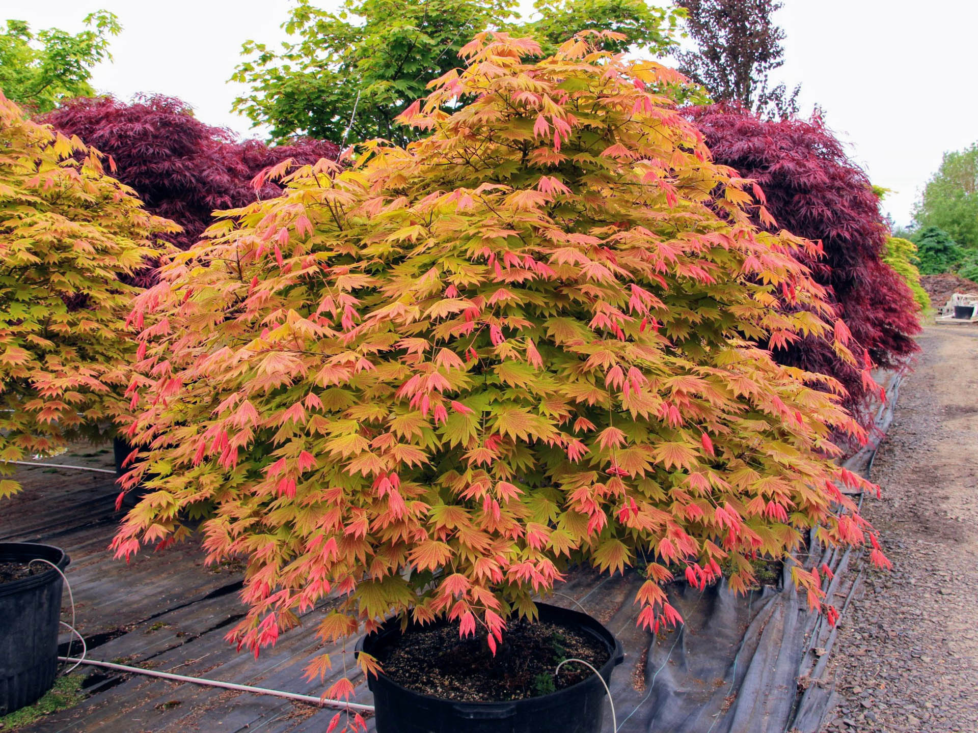 Acer shirasawanum ‘Moonrise’