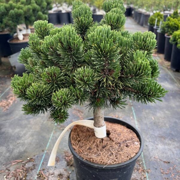 Pinus mugo 'Rodda' Mugo Pine