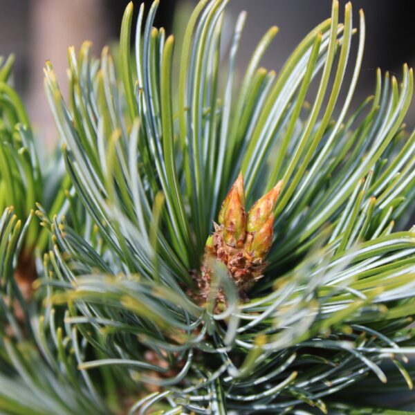 Pinus pumila 'Draijer's Dwarf' Siberian Stone Pine