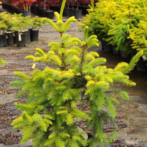 Picea omorika 'Aurea' Serbian Spruce