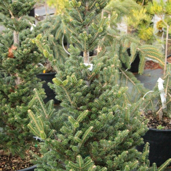 Abies fraseri 'Fastigiata Compacta' Fraser Fir