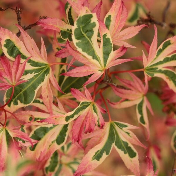 Acer palmatum 'Hana fubuki' Japanese Maple