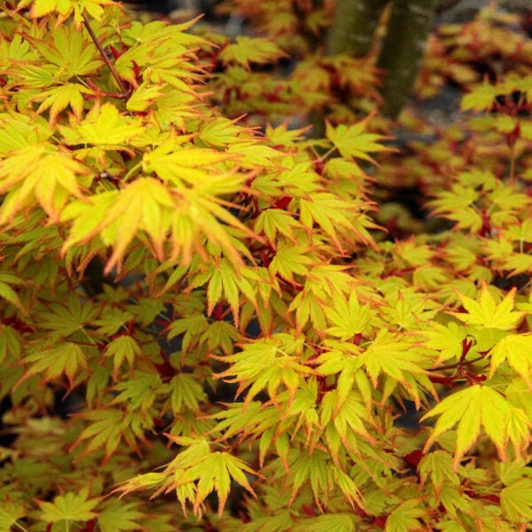 Orange Dream Japanese Maple