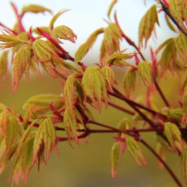 Acer palmatum 'Tsukasa Silhouette' Japanese Maple
