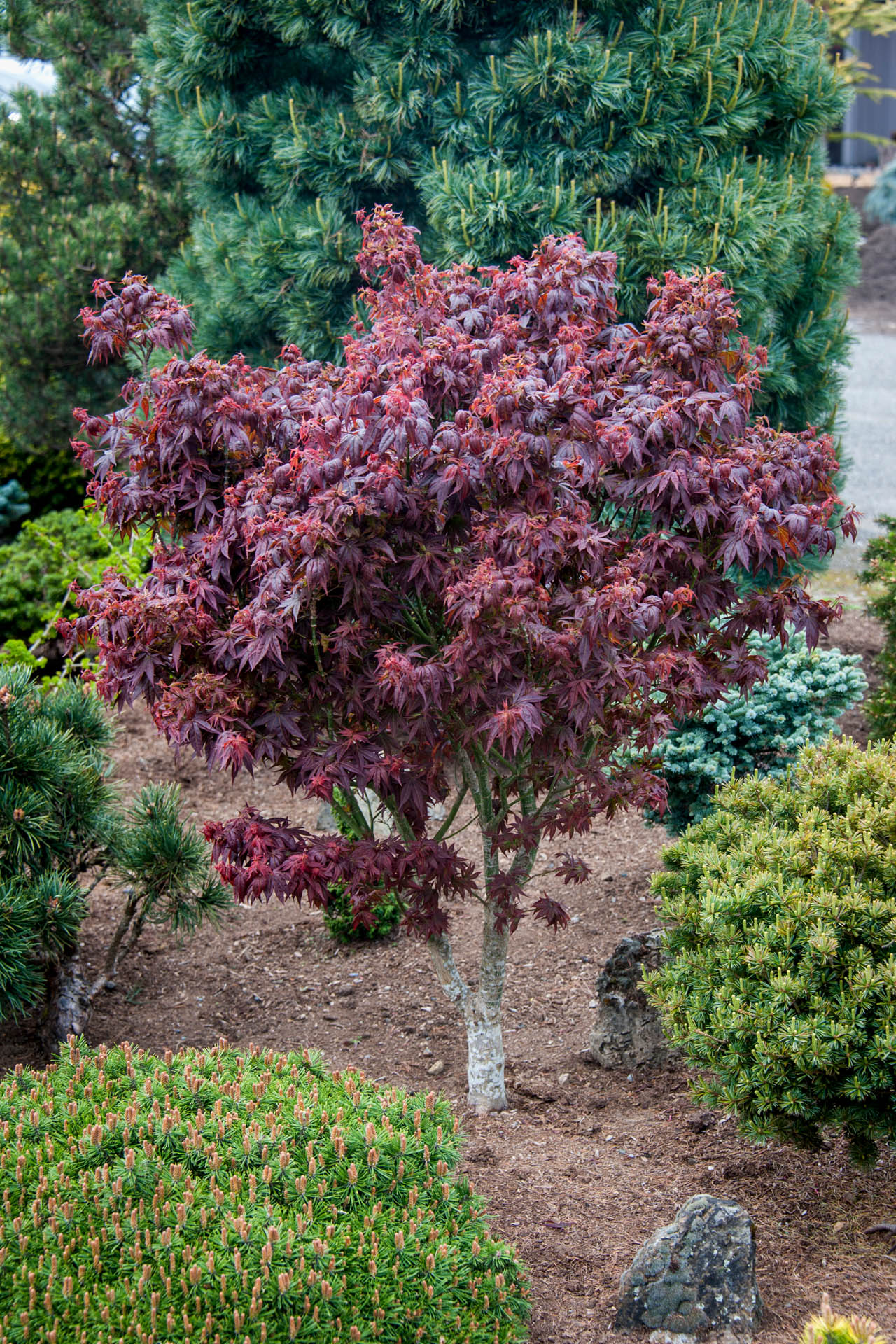 Acer-palmatum-Kurenai-jishi