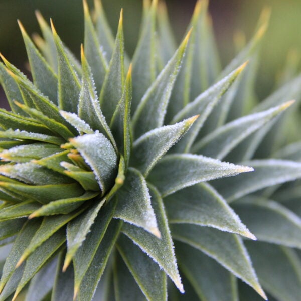 Araucaria araucana Monkey Puzzle