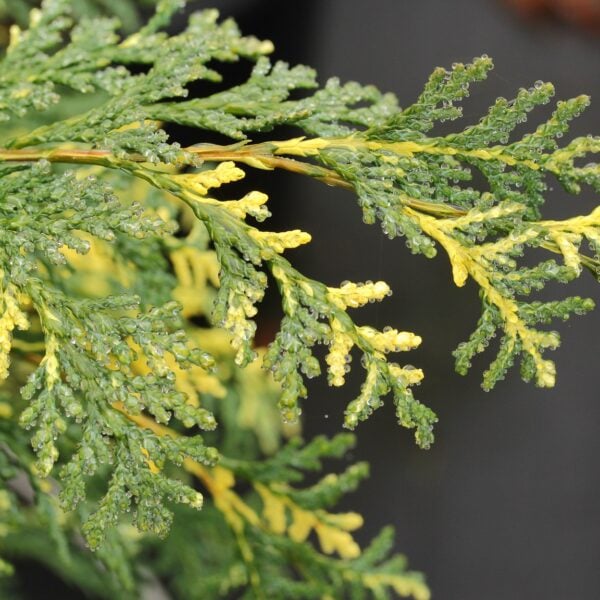 Chamaecyparis lawsoniana 'Konijn's Silver' Lawson Cypress