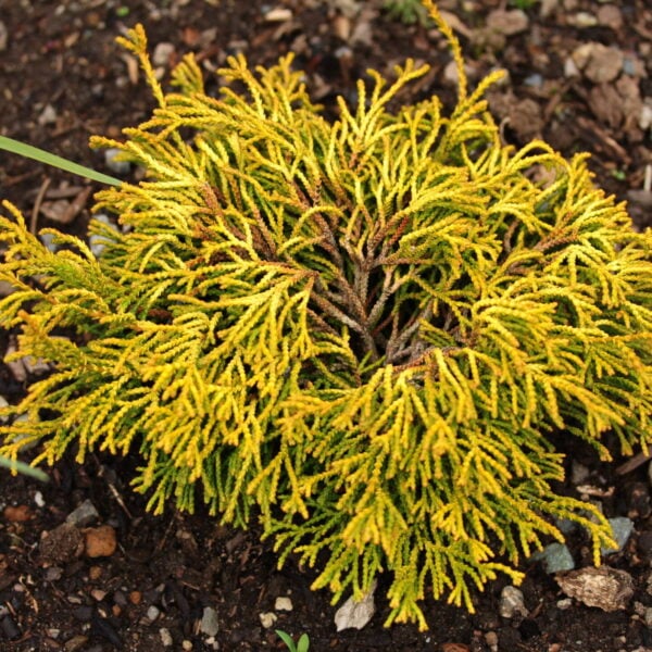 Chamaecyparis obtusa 'Gitte' Hinoki Cypress