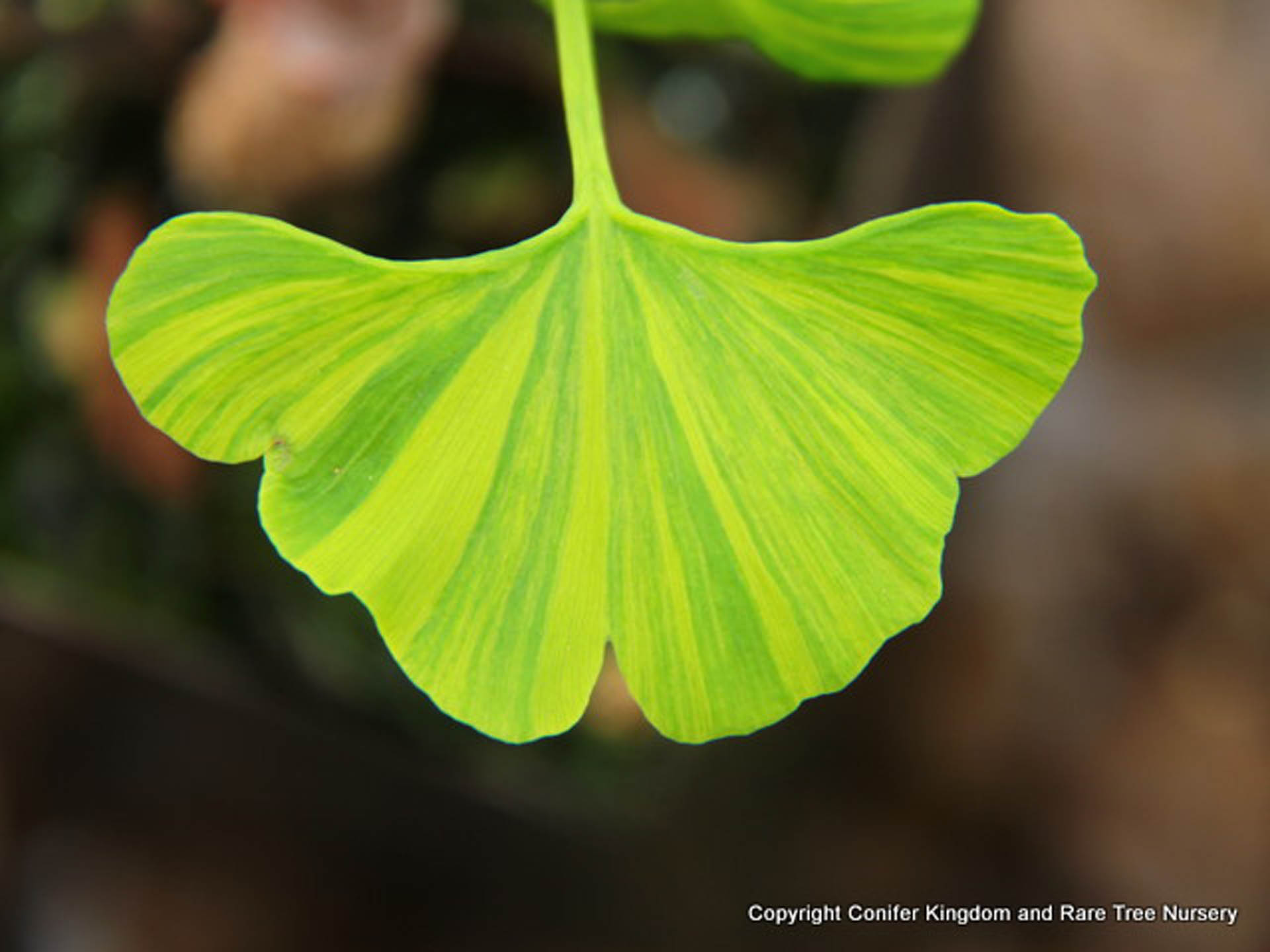 Ginkgo biloba 'Majestic Butterfly' Maidenhair Tree.