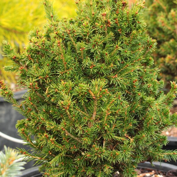 Picea abies 'Eva' Norway Spruce