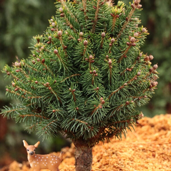 Picea abies 'Goblin' Norway Spruce