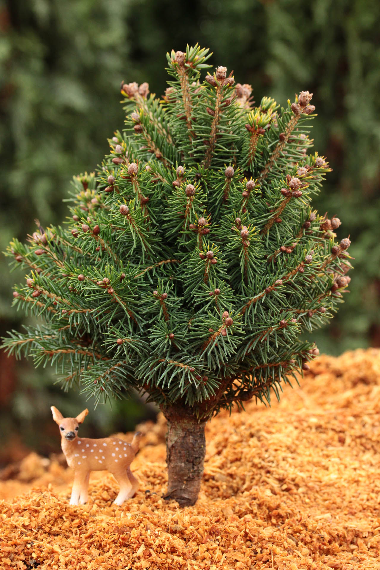 Picea Abies Goblin Norway Spruce Conifer Kingdom