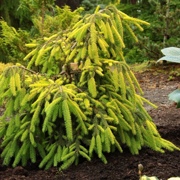 Picea abies 'Gold Finch' Norway Spruce