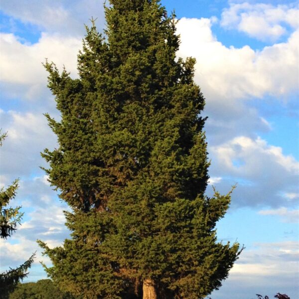 Picea abies 'Middle Finger' Norway Spruce