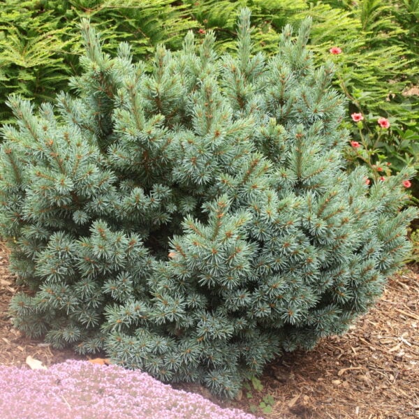 Picea engelmannii 'Jasper' Engelmann Spruce
