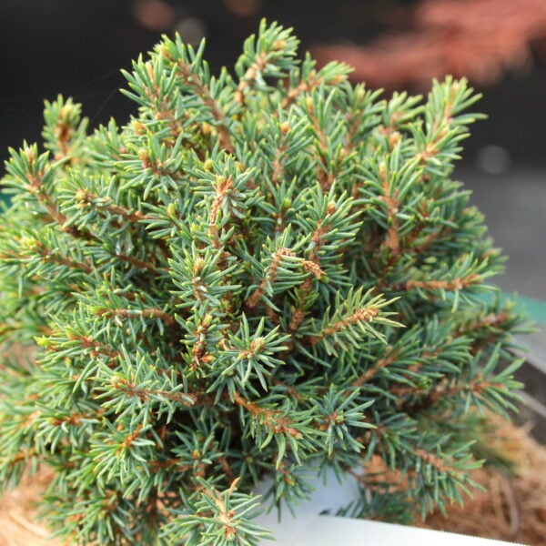 Picea glauca 'Blue Planet' White Spruce