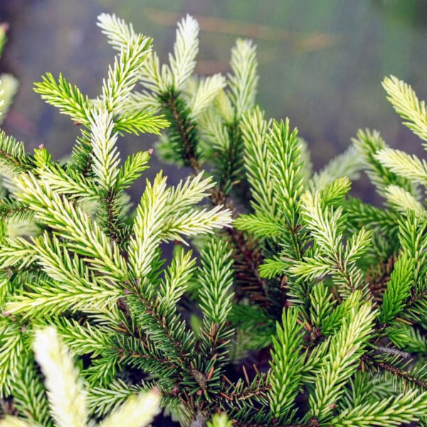 Picea orientalis 'Silver Seedling' Oriental Spruce