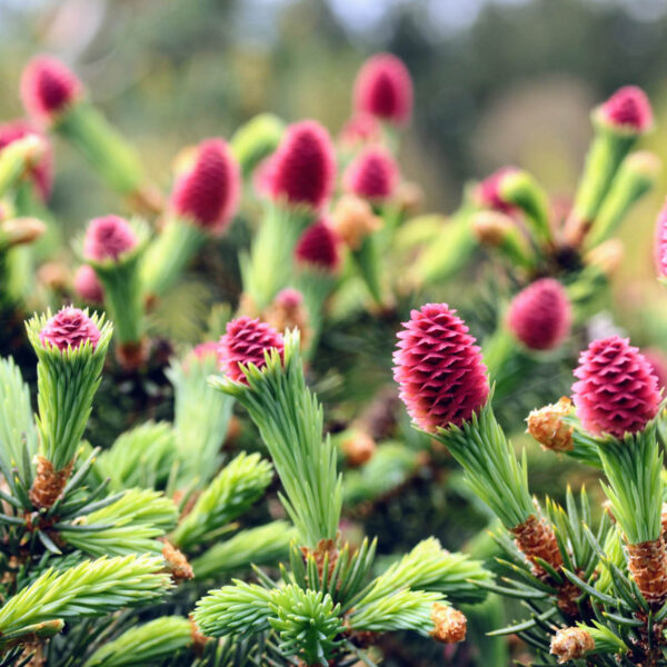 spring flowering plants