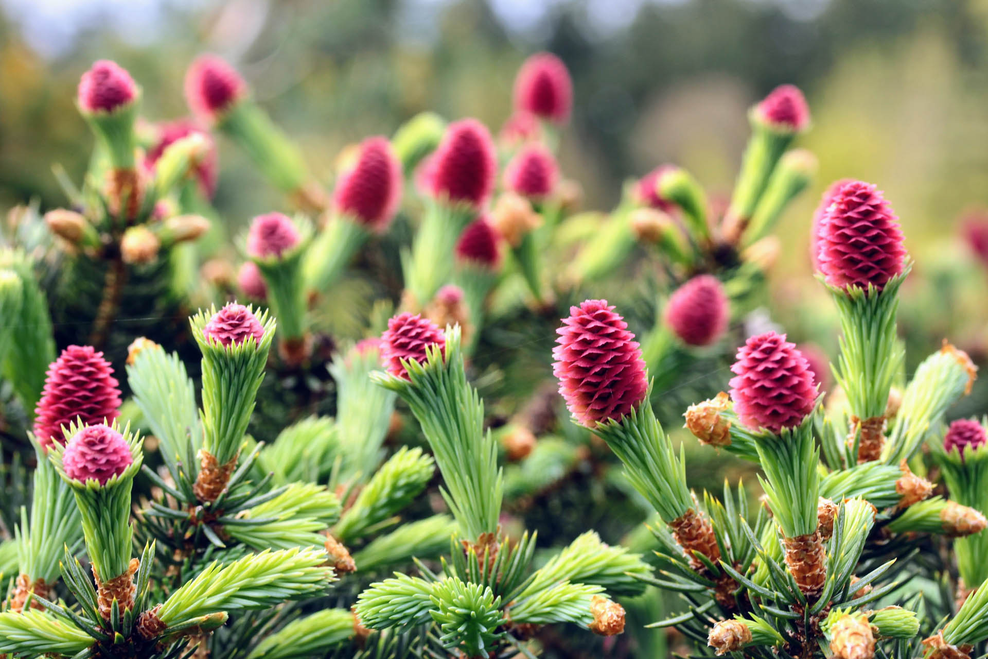 picea-pungens-ruby-teardrops