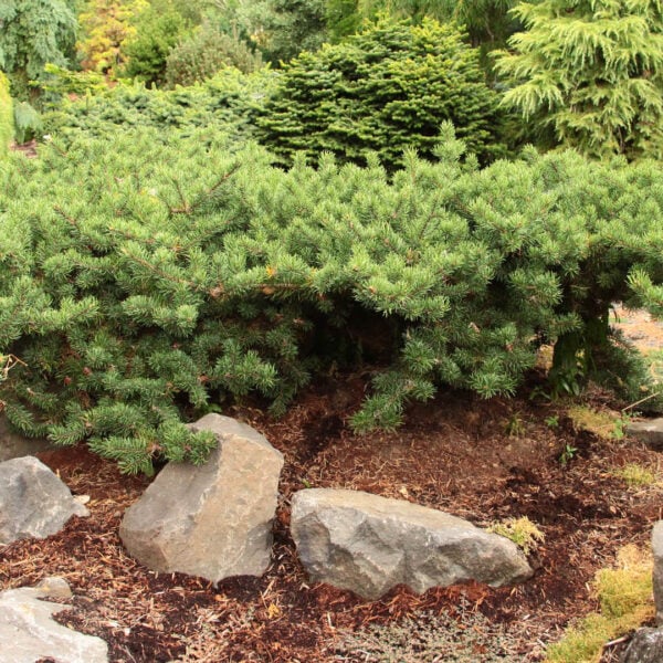 Pinus banksiana 'Schoodic' Jack Pine