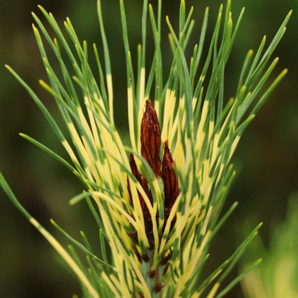 Pinus densiflora 'Cesarini's Variegated' Japanese Red Pine