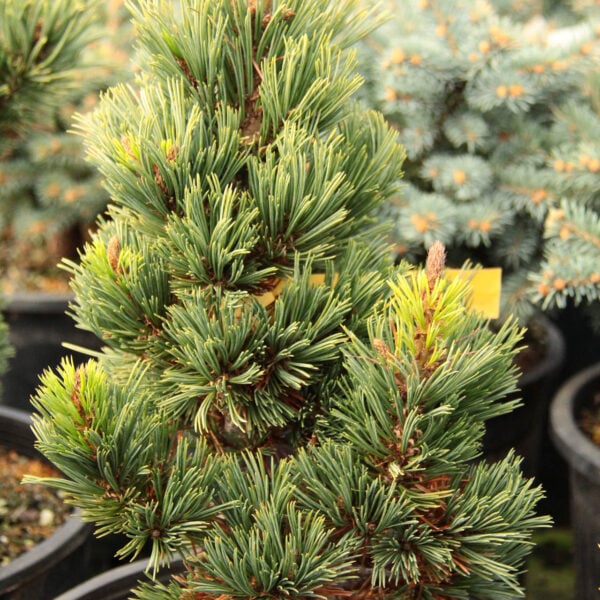 Pinus flexilis 'Dakota' Limber Pine