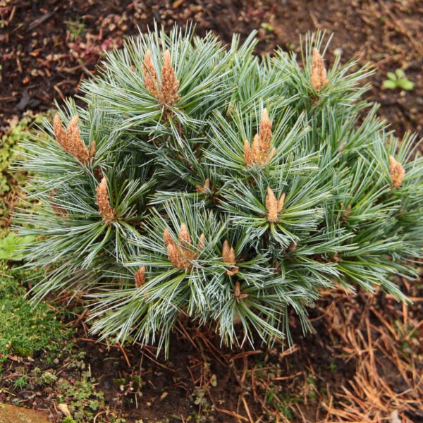 Pinus flexilis 'Lil Wolf' Limber Pine