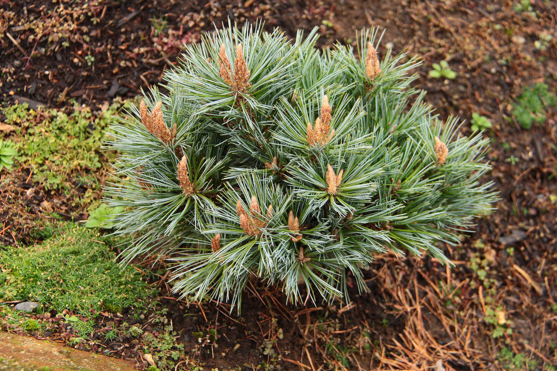 https://www.coniferkingdom.com/pinus-flexilis-lil-wolf-limber-pine/