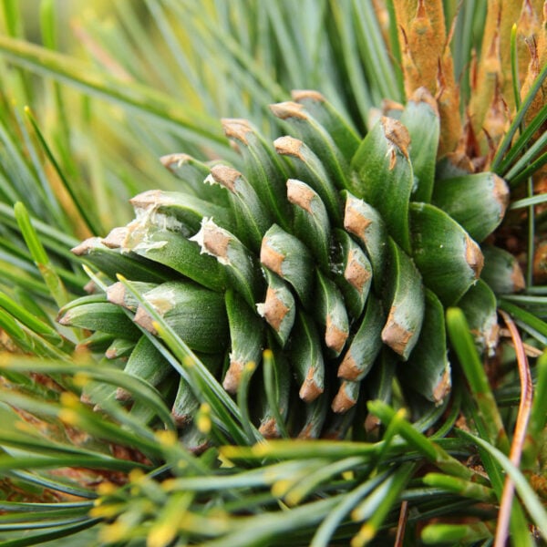 Pinus koraiensis 'Anna'  Korean Pine