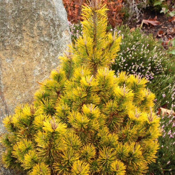 Pinus mugo 'Amber Gold' Mugo Pine