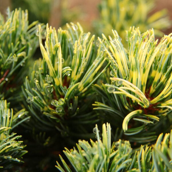 Pinus parviflora 'Fukai' ('Shikoken') Japanese White Pine