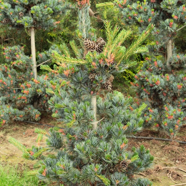 Pinus parviflora 'Glauca' Japanese White Pine