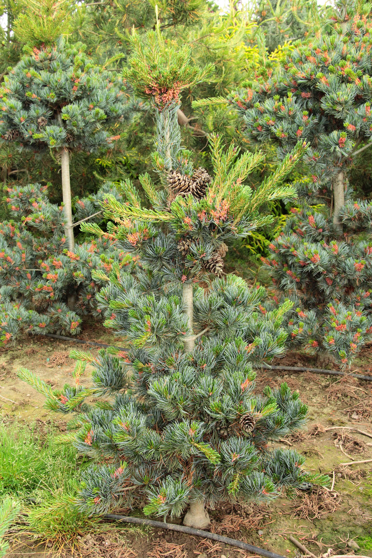 Pinus parviflora ‘Glauca’