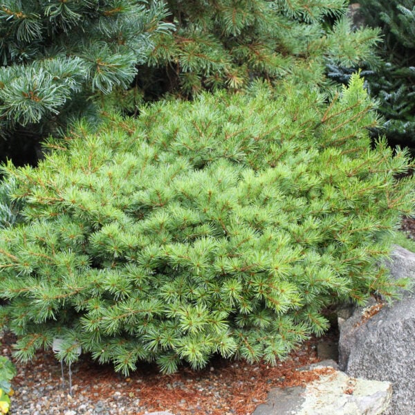Pinus parviflora 'Hagoromo' Japanese White Pine