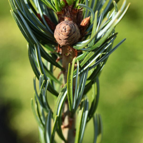 Pinus parviflora 'Koru' Japanese White Pine
