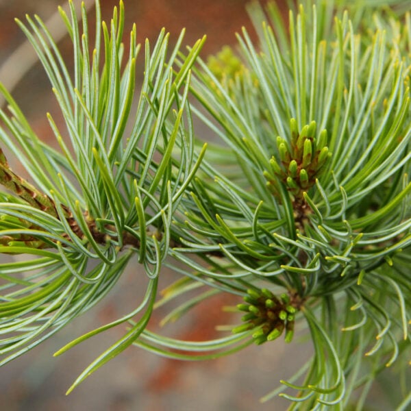 Pinus parviflora 'Venus' Japanese White Pine