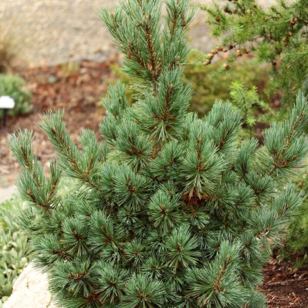 Pinus strobiformis 'Loma Linda' Southwestern White Pine