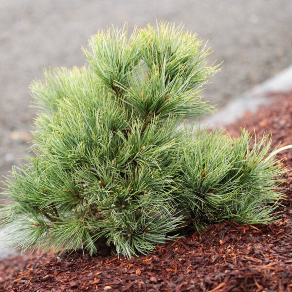 Pinus strobiformis 'Marshall Gulch'  Southwestern White Pine