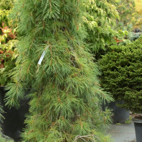 Pinus strobus 'Blue Fountain' Eastern White Pine