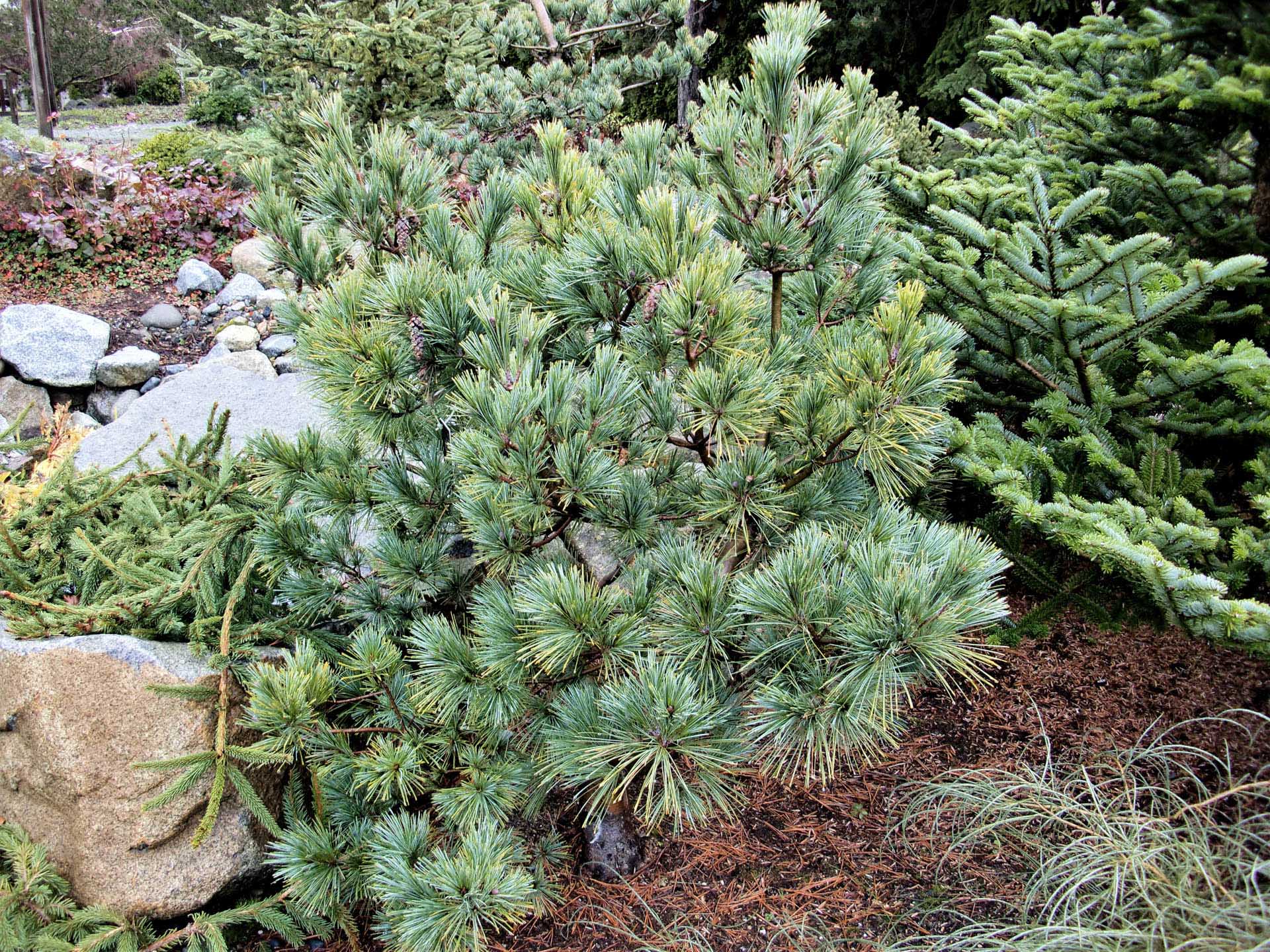 Pinus strobus 'Bennett O.D.' ('Bergman's Variegated') Eastern White Pine Eastern