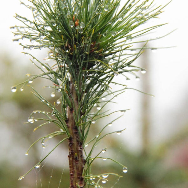 Pinus strobus 'Diggy' Eastern White Pine