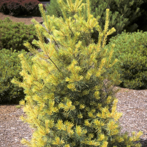 Pinus strobus 'Golden Candles' Eastern White Pine