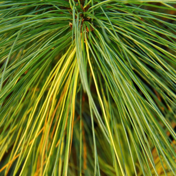 Pinus strobus 'Ridgemont Rosie' Eastern White Pine